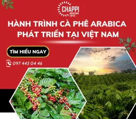 Hành trình cà phê Arabica phát triển tại Việt Nam